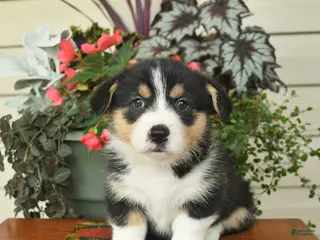 Welsh Corgi Pembroke dogs for sale: Albert - Ad 2