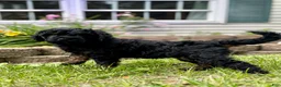Double Doodle dogs for sale: Sadie - Ad 2