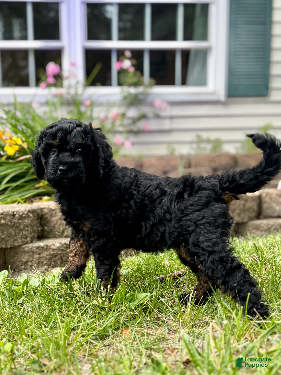 Double Doodle dogs for sale: Sadie - Ad 2