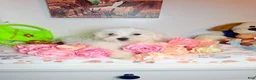 Maltese dogs for sale: Ares  - Ad 7