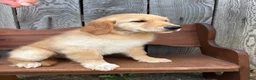 Golden Retriever dogs for sale: Duke - Ad 7