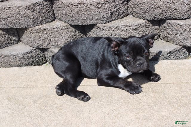 French Bulldog dogs for sale: Amy - Ad 3