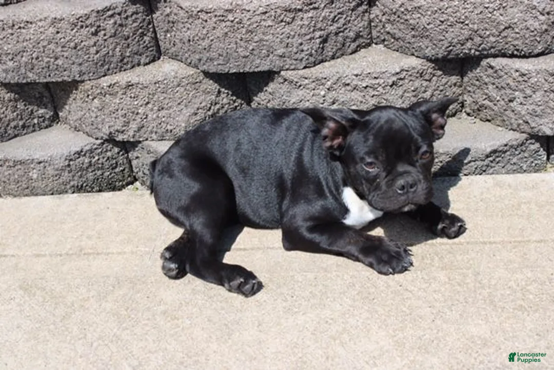 French Bulldog dogs for sale: Amy - Ad 1