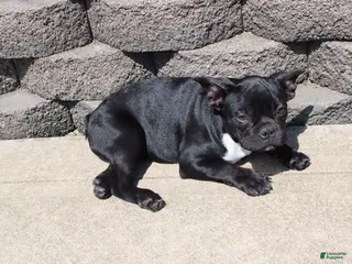 French Bulldog dogs for sale: Amy - Ad 3