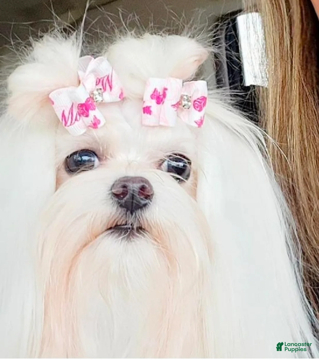 Maltipoo dogs for sale: Maltipoo toy hypoallergenic Puppy 2 - Ad 2