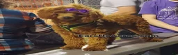 Cavapoo dogs for sale: Shay - Ad 7