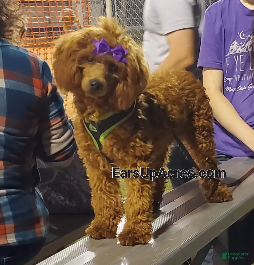 Cavapoo dogs for sale: Shay - Ad 7