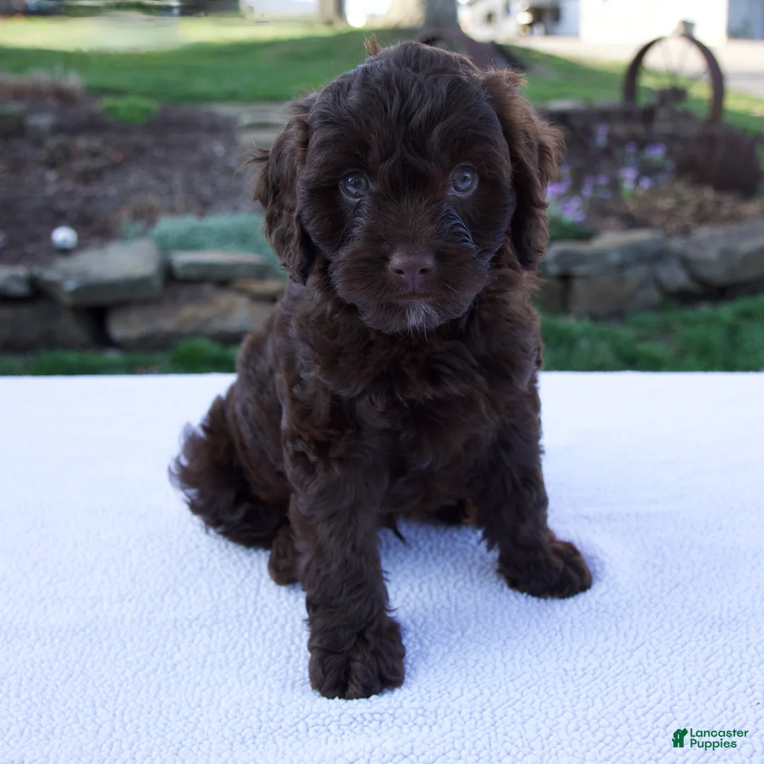 Cavapoo dogs for sale: Ethan - Ad 1