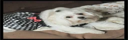Maltipoo dogs for sale: Maltipoo 1 - Ad 2