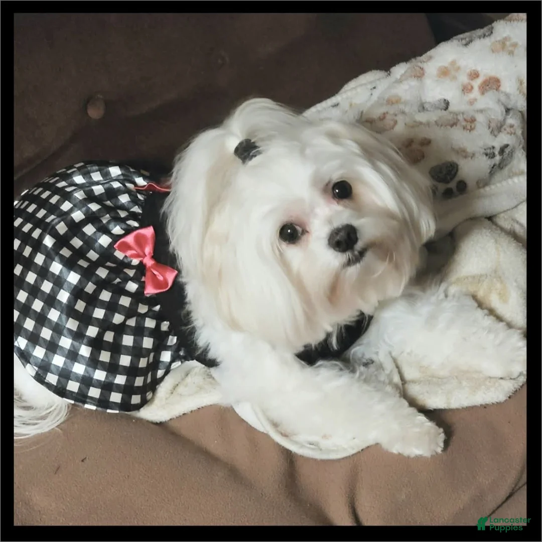 Maltipoo dogs for sale: Maltipoo 1 - Ad 2