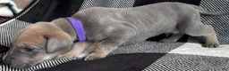 Great Dane dogs for sale: Purple  - Ad 2