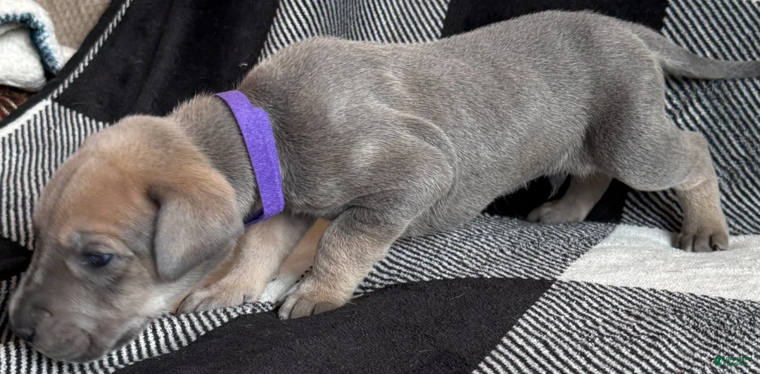 Great Dane dogs for sale: Purple  - Ad 2