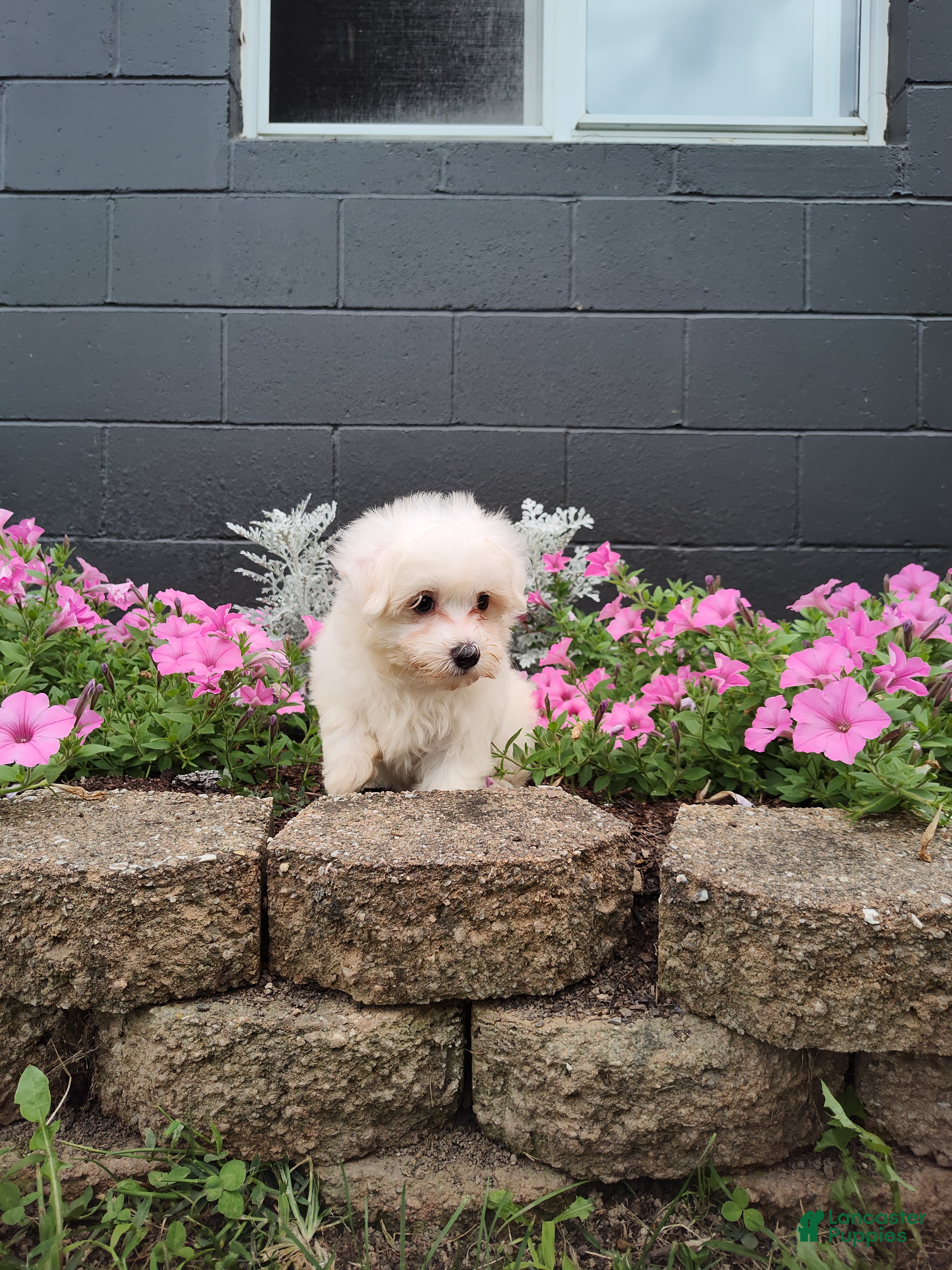 Maltese dogs Max - Ad 2