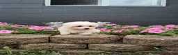 Maltese dogs for sale: Max - Ad 2