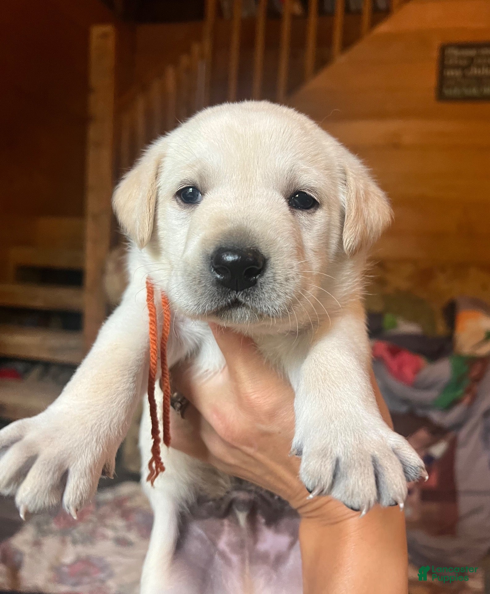 Labrador Retriever dogs Pete - Ad 27