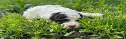 Mini Bernedoodle dogs for sale: Taco - Ad 3