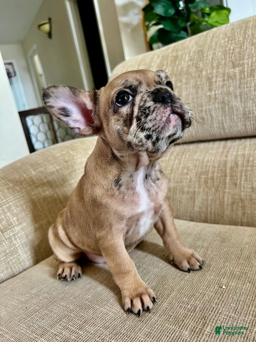 French Bulldog dogs for sale: Scout  - Ad 12