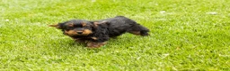 Yorkshire Terrier dogs for sale: Myran  - Ad 7