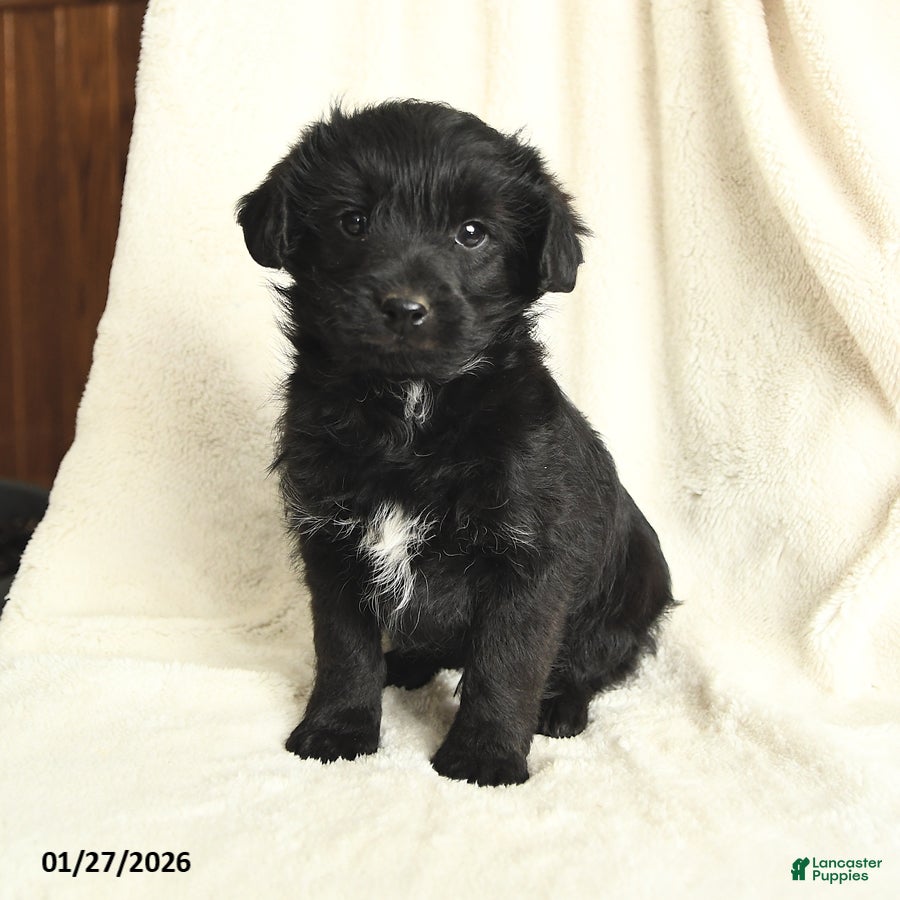 Yorkiepoo dogs Dexter - Ad 22