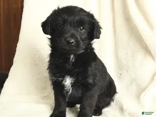 Yorkiepoo dogs Dexter - Ad 22