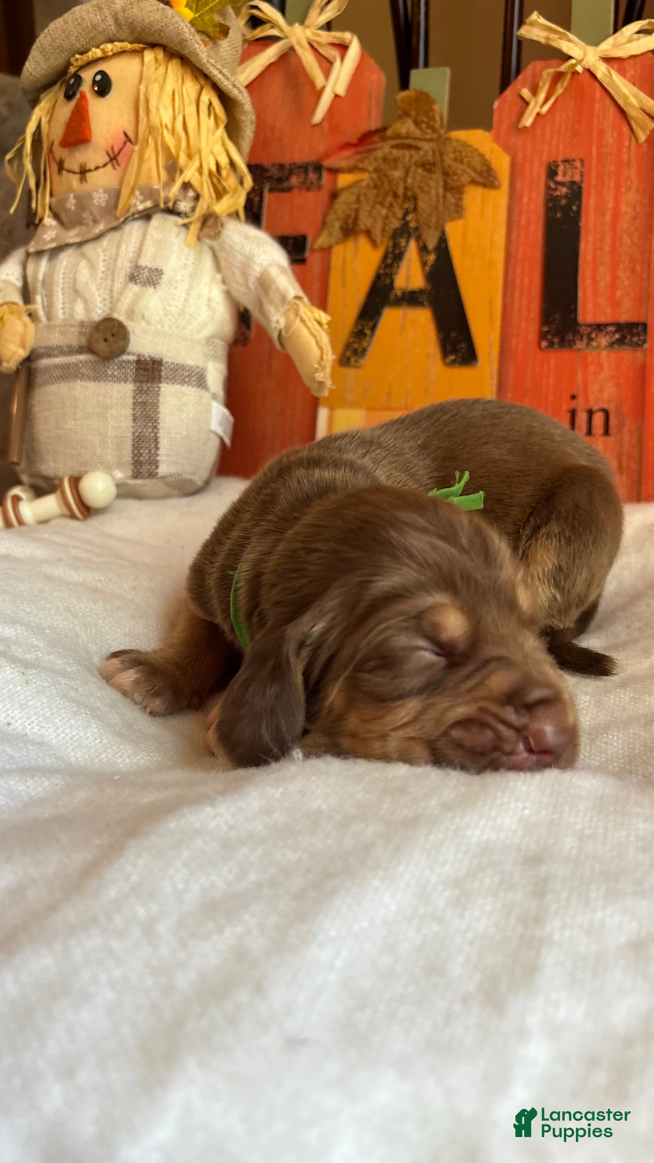 Bloodhound dogs Green collar male - Ad 1