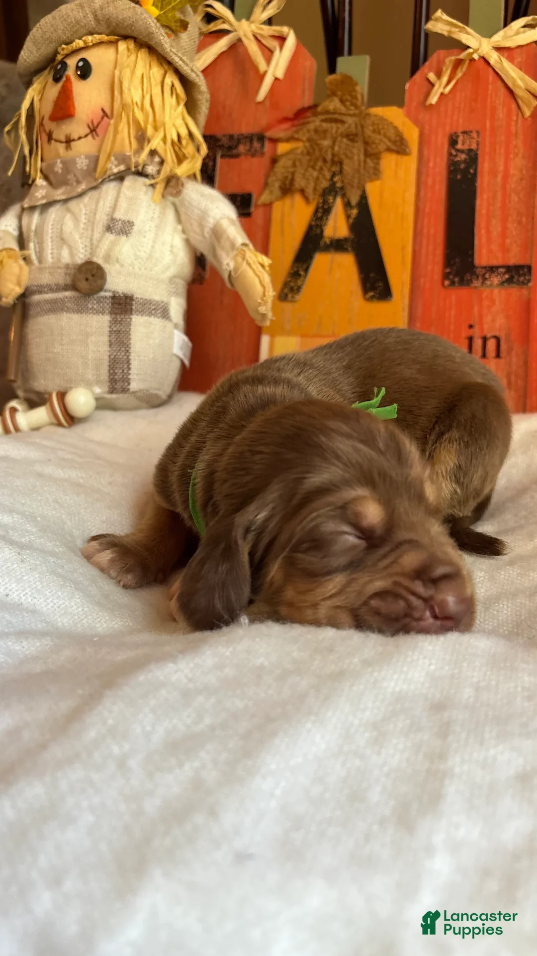 Bloodhound dogs for sale: Green collar male - Ad 1