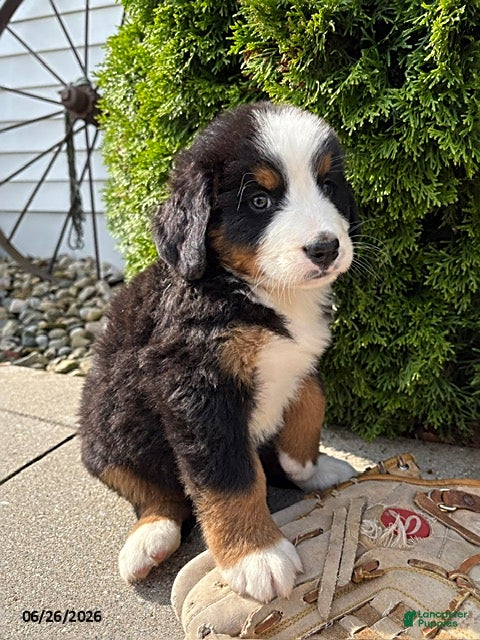 Bernese Mountain Dog dogs Bailey - Ad 2