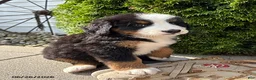 Bernese Mountain Dog dogs for sale: Bailey - Ad 2