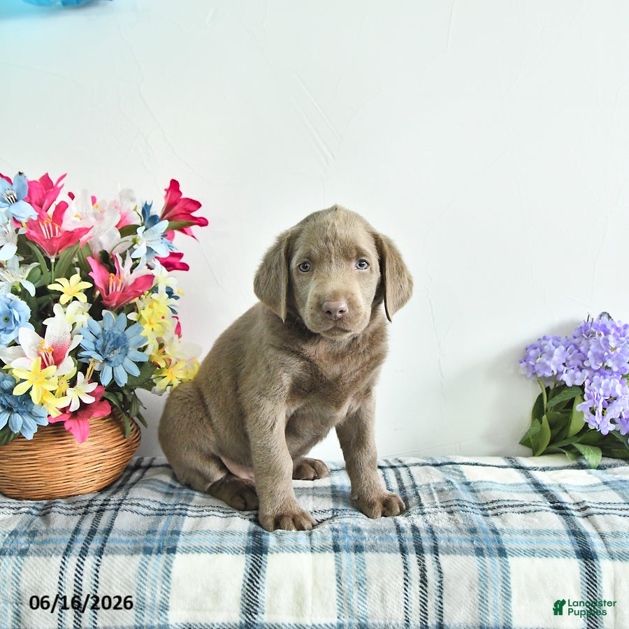 Labrador Retriever dogs Skye - Ad 1