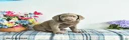 Labrador Retriever dogs for sale: Skye - Ad 1