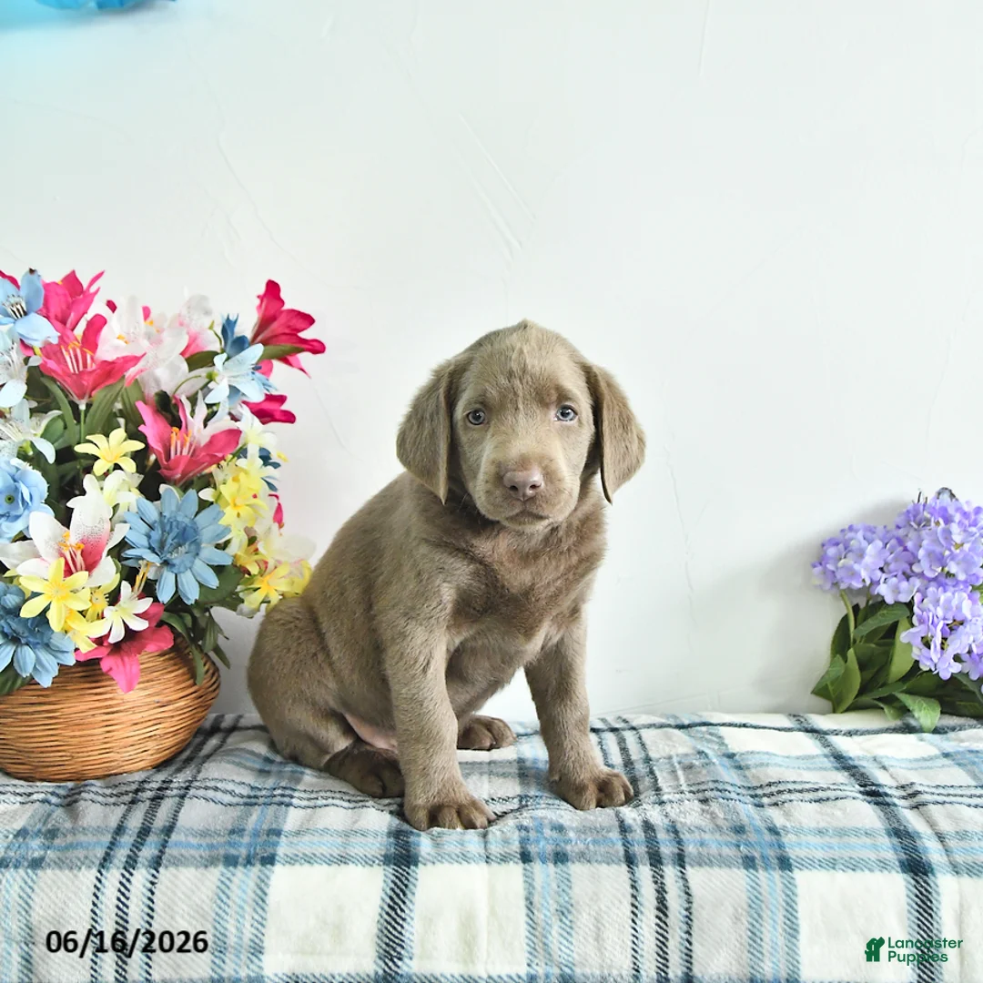 Labrador Retriever dogs for sale: Skye - Ad 1