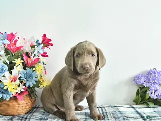 Labrador Retriever dogs for sale: Skye - Ad 1
