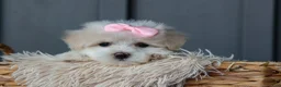 Maltese dogs for sale: OLENNA - Ad 13
