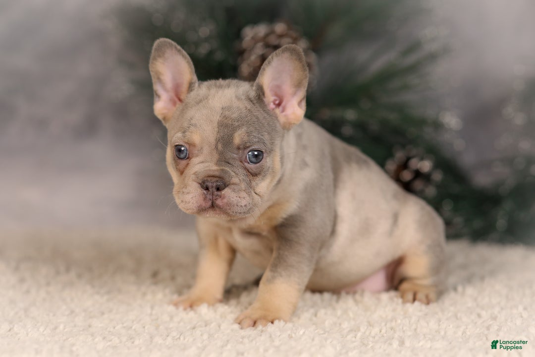 French Bulldog dogs for sale: Bingo - Ad 6