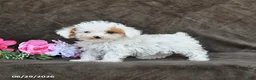 Toy Poodle dogs for sale: Sugar - Ad 5