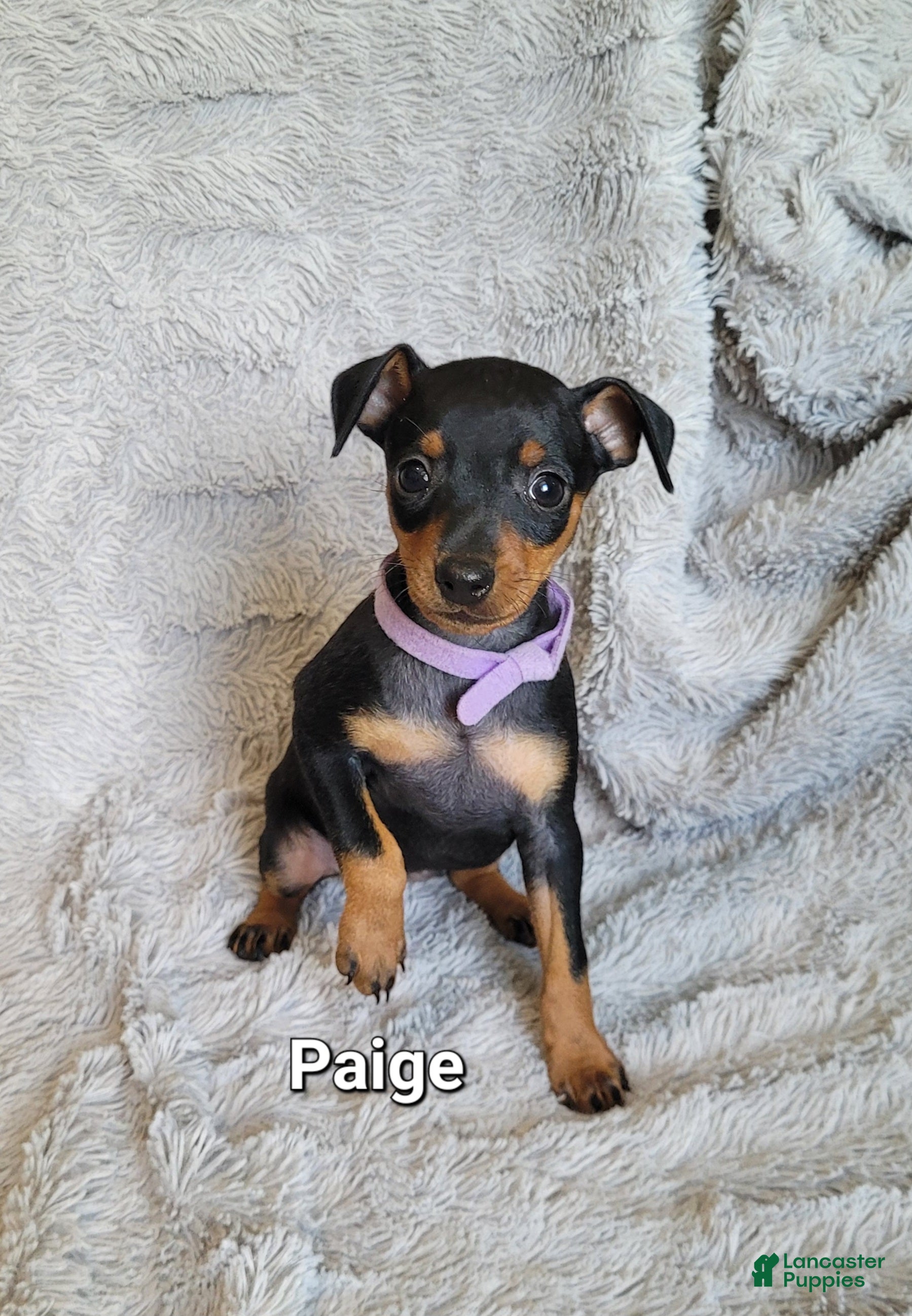 Miniature Pinscher dogs Paige  - Ad 33