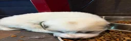 Great Pyrenees dogs for sale: Great Pyrenees 3 - Ad 3