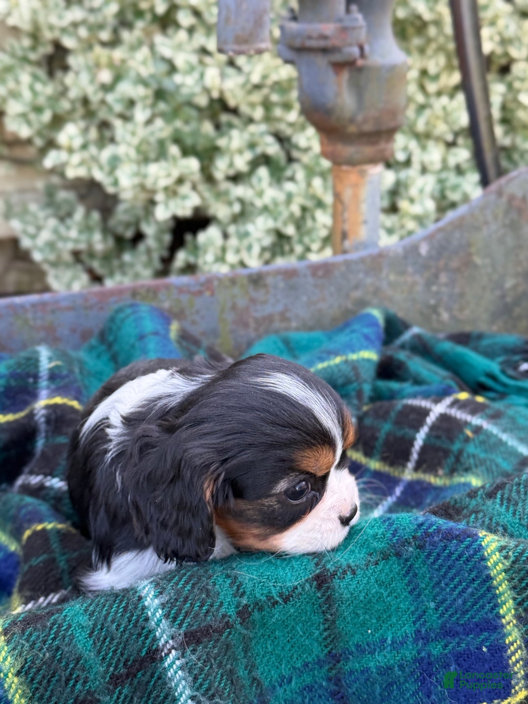 Cavalier King Charles Spaniel dogs for sale: Cutsie - Ad 9