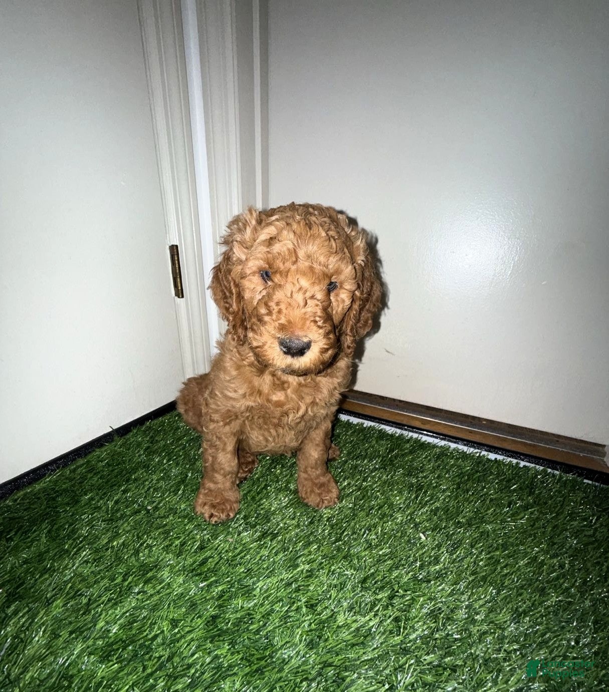 Goldendoodle dogs for sale: Theo - Ad 2