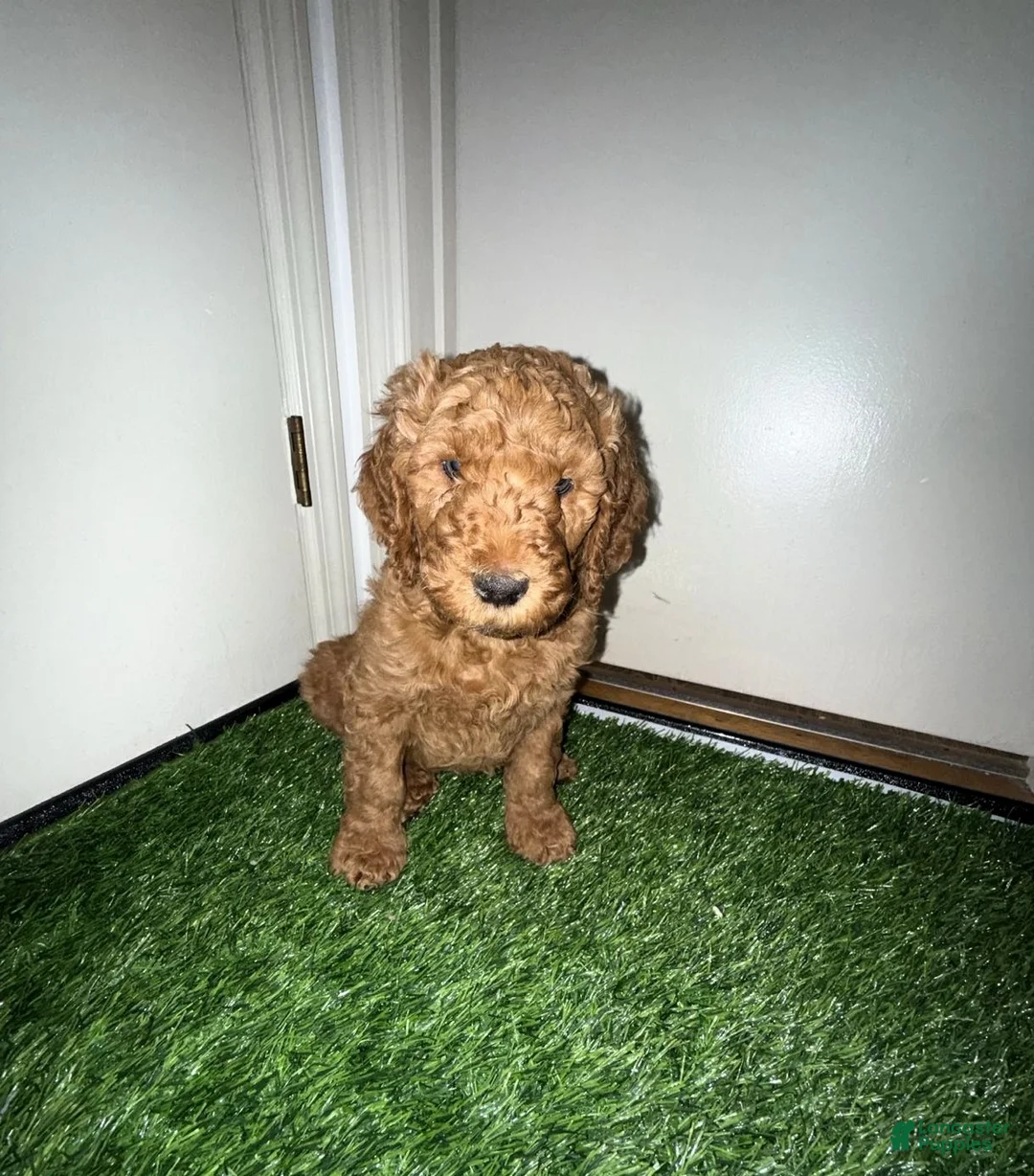 Goldendoodle dogs for sale: Theo - Ad 1
