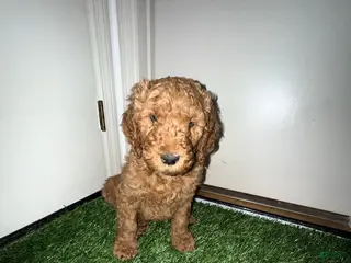 Goldendoodle dogs for sale: Theo - Ad 2