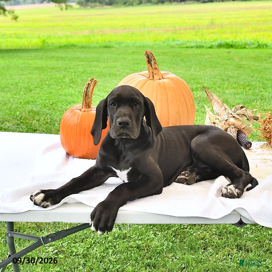 Great Dane dogs Lola - Ad 2