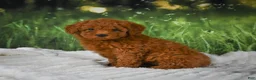 Mini Goldendoodle dogs for sale: Raven - Ad 2