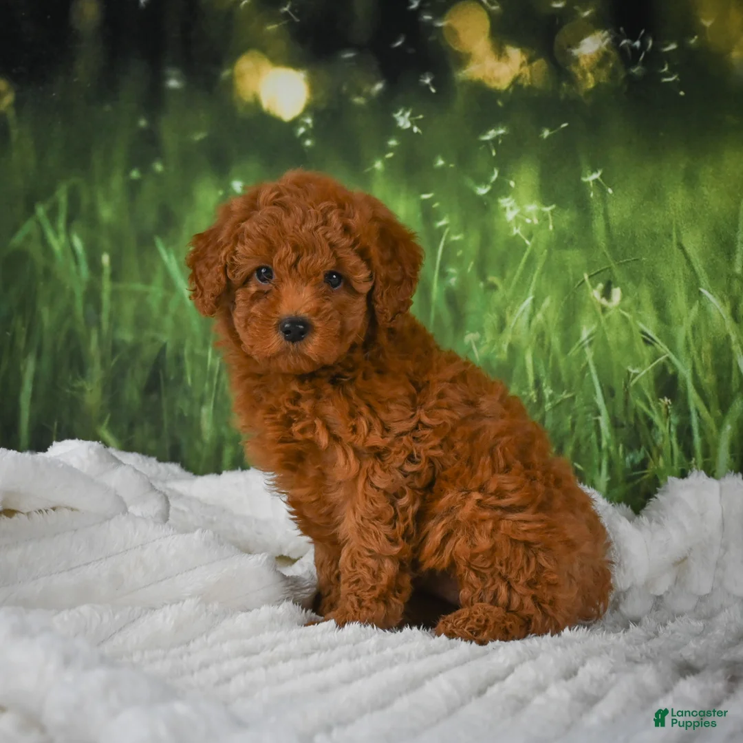 Mini Goldendoodle dogs for sale: Raven - Ad 2