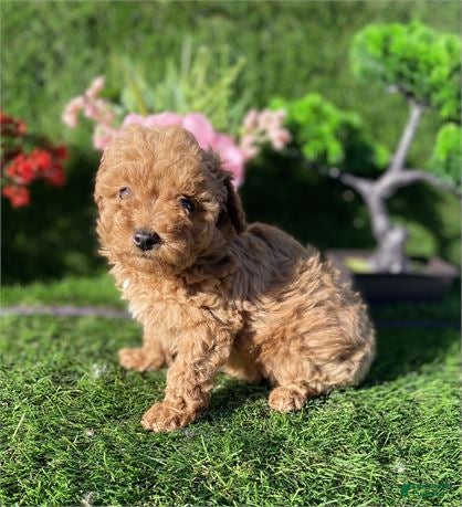 Toy Poodle dogs Tiny  Poodle Puppy 1 - Ad 2