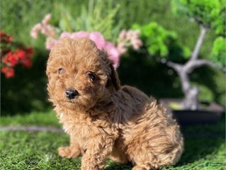 Toy Poodle dogs Tiny Poodle Puppy 1 - Ad 34