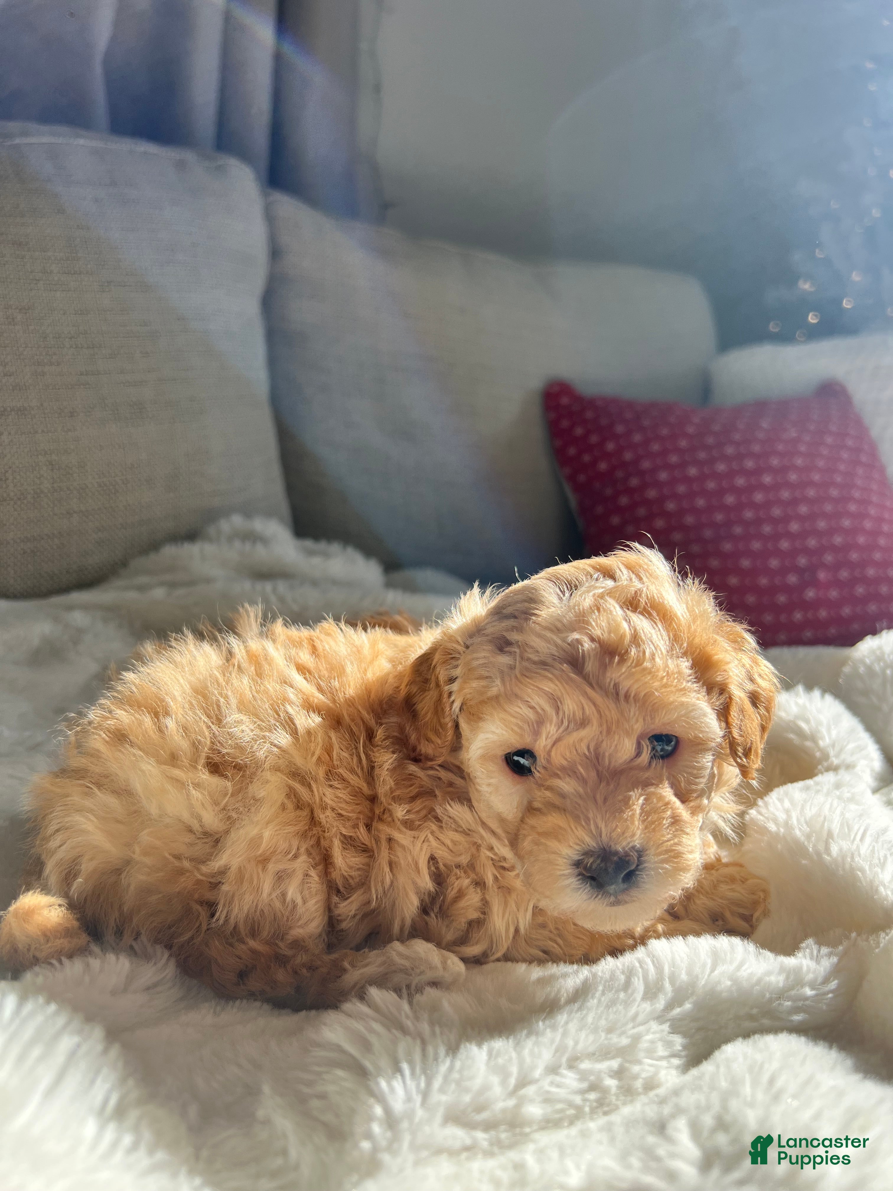 Toy Poodle dogs Toy Poodle Puppy 2 - Ad 1