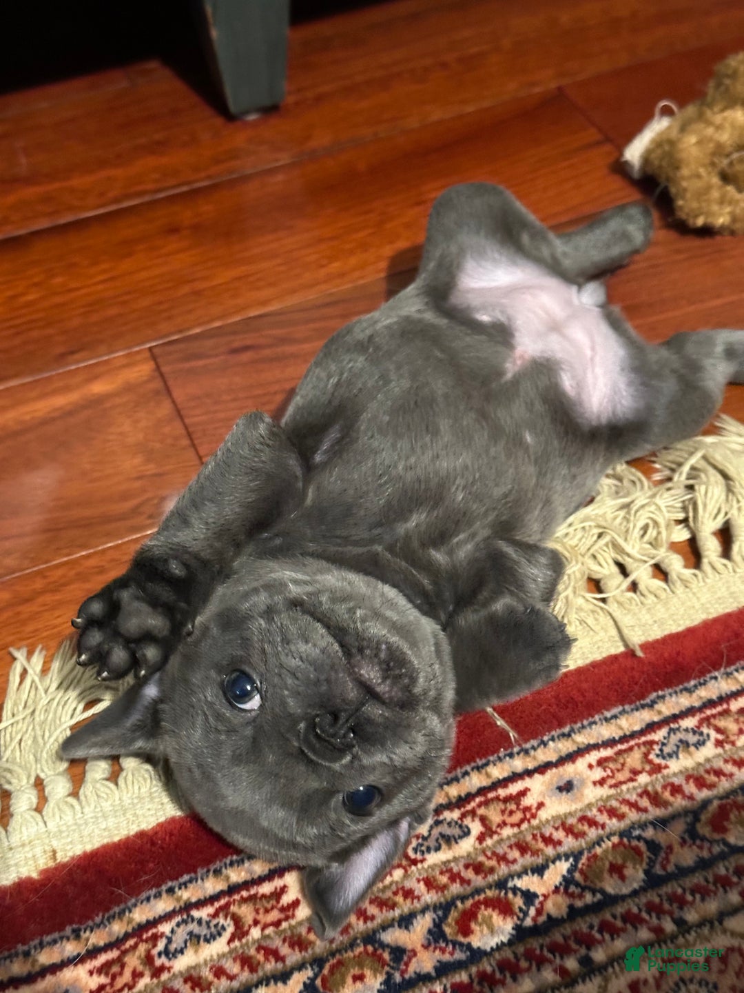 French Bulldog dogs for sale: Georgiana - Ad 6