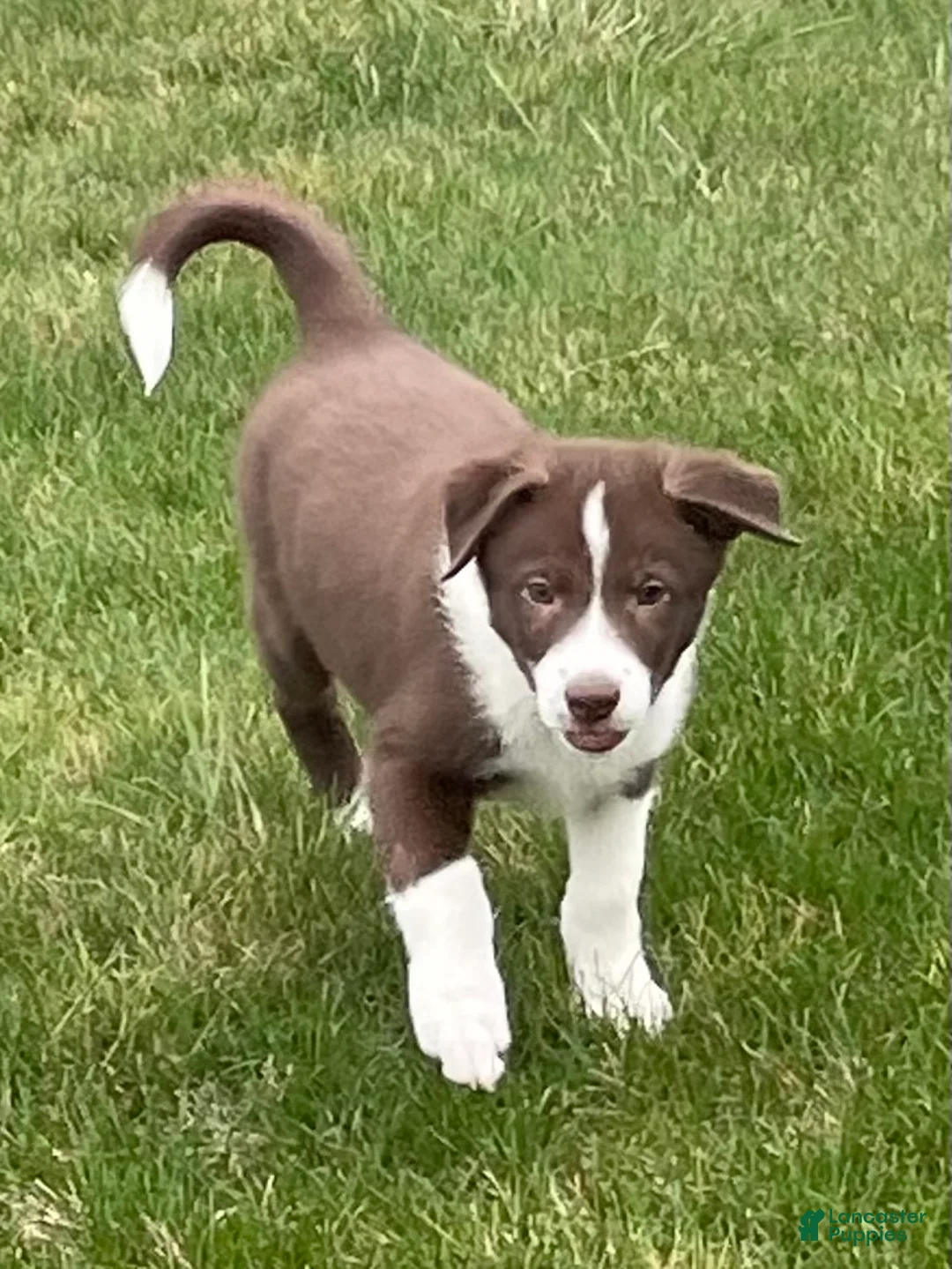 Border Collie dogs for sale: Border Collie Puppy 1 Chase - Ad 2