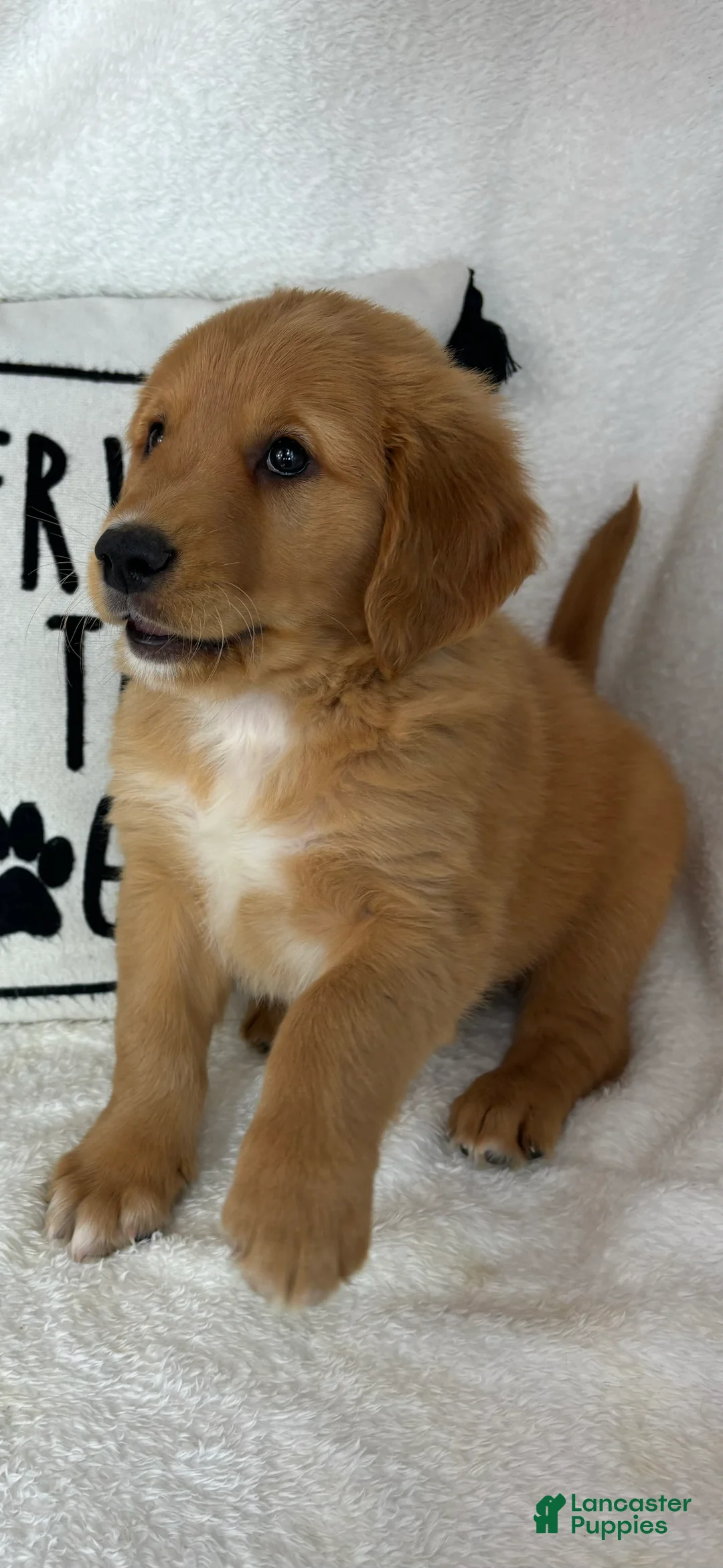 Golden Retriever dogs for sale: Gizmo - Ad 2